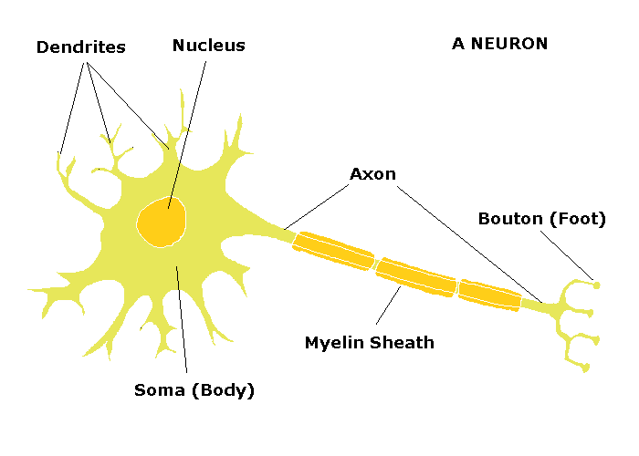 2D labelled Diagram - Sarah's Site on the nerve cell